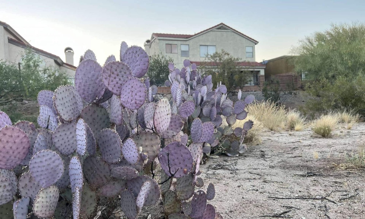 Oro Valley House | DesertOasis@ #LambertPark:4BD, Mtn Views, Gym, FREE Heated HOA Pool&Spa, PoolTable, CottonBedding