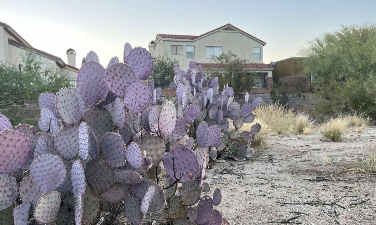 Oro Valley House | TheDesertOasis@ #LambertPark:4BD,Mountain Views,Gym,HOA Pool&Spa,PoolTable,CottonBedding
