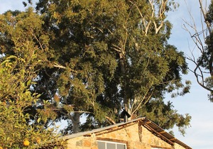 Ardmore Guest Farm