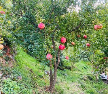 Koman House | Guest House Castle