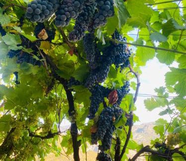 Koman House | Guest House Castle