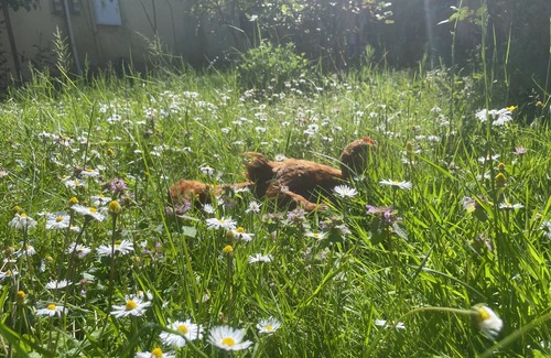 Shkoder House | Hysa guest house