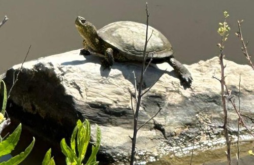 Velipoje House | Rrjolli View Beach