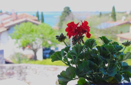 Duino Bed & Breakfast | Affittacamere Il Veliero