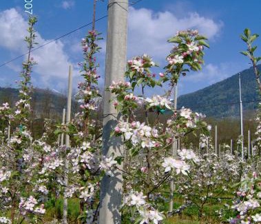 Carzano Bed & Breakfast | Agritur Affittacamere Capra Mauro