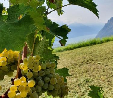Ville del Monte House | Agritur Calvola