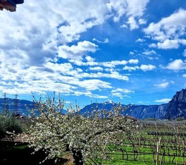 Mezzocorona House | Antico Fienile Agritur