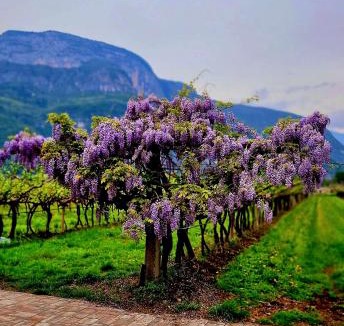 Mezzocorona House | Antico Fienile Agritur
