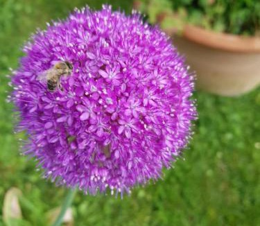 Montagna Bed & Breakfast | B&B Pizzeria Zur Traube