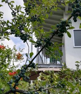 Denno Apartment | Casa Clima Tandem
