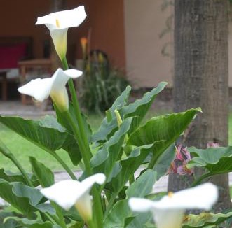 Cajamarca House | Casa de Campo Santa Rosa