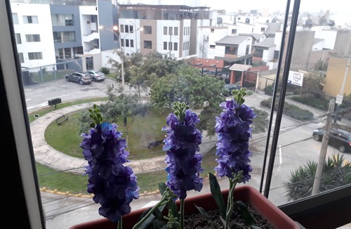 San Borja Apartment | Departamento Seguro, Amplio y Cerca al Mall