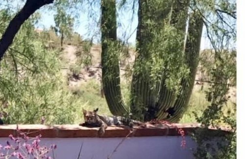 Catalina Foothills Estates House | Desert Retreat at Tucson's Catalina Foothills