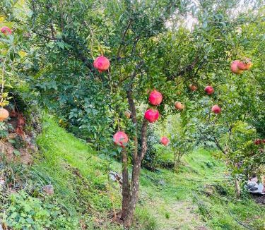 Koman House | Guest House Castle