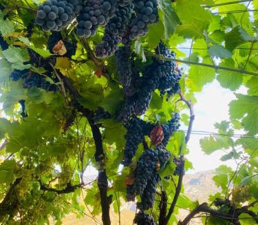 Koman House | Guest House Castle