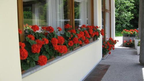 Ponte nelle Alpi Hotel | Hotel Dante