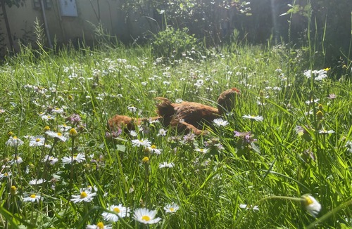 Shkoder House | Hysa guest house