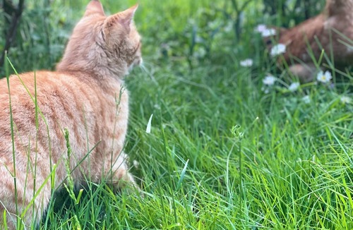 Shkoder House | Hysa guest house