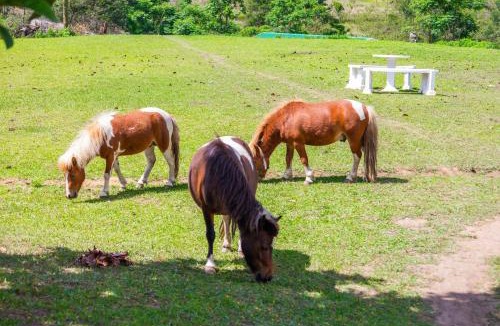 Camperdown Cabin | Kingfisher Inn