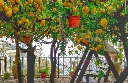 Minori Villa | Limoneto degli Angeli, authentic Amalfi Coast experience among the lemon trees