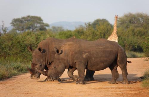 Hlabisa Cabin | Rhino Ridge Safari Lodge