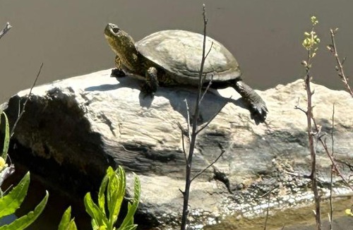 Velipoje House | Rrjolli View Beach