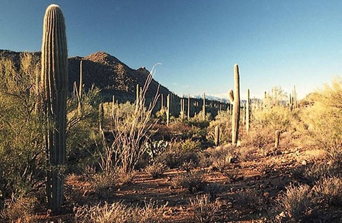 Tucson Estates Apartment | Studio De Saguaro-Hot Tub Retreat at Alma Del Sol