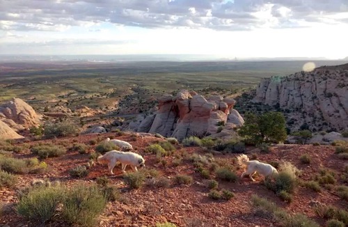 Page RV Rental | Traditional Navajo Hut Rental for a Secluded Vacation near Page, Arizona