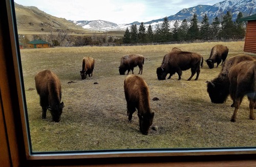 Gardiner Cabin | YELLOWSTONE CABIN - THE ELK VIEW CABIN at Yellowstone (River view)