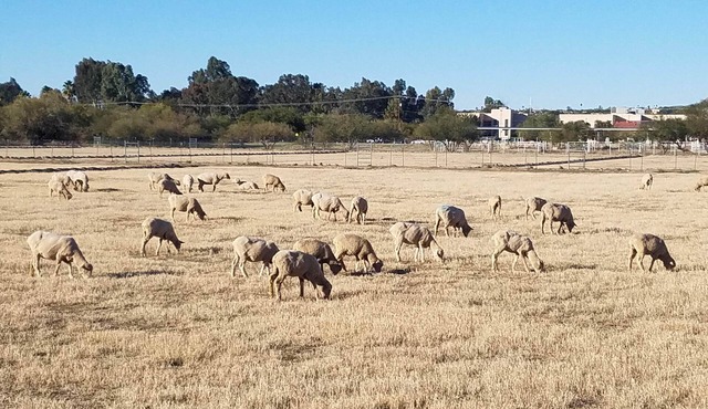 Sheep House! Fa-baah-bulous!