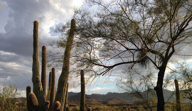 Studio in the Saguaro Forest