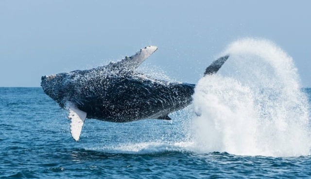 Vive Sol y Sol ! Los Organos - Mar de las Ballenas