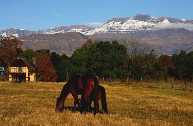 Ardmore Guest Farm