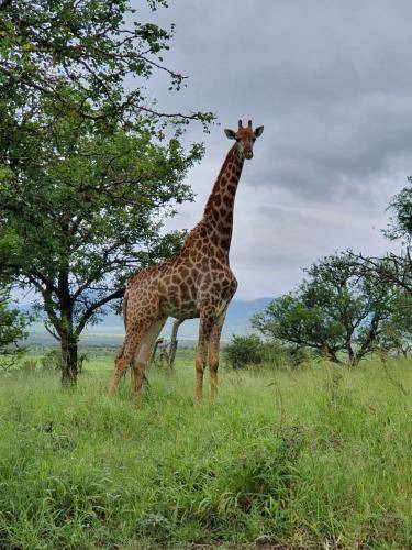 Photo of Others in Mkuze
