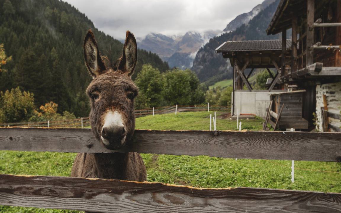Photo of Others in Racines