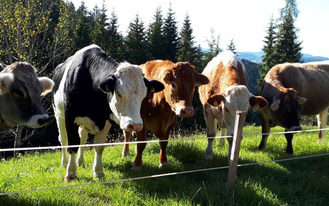 Photo of Others in Obereggen