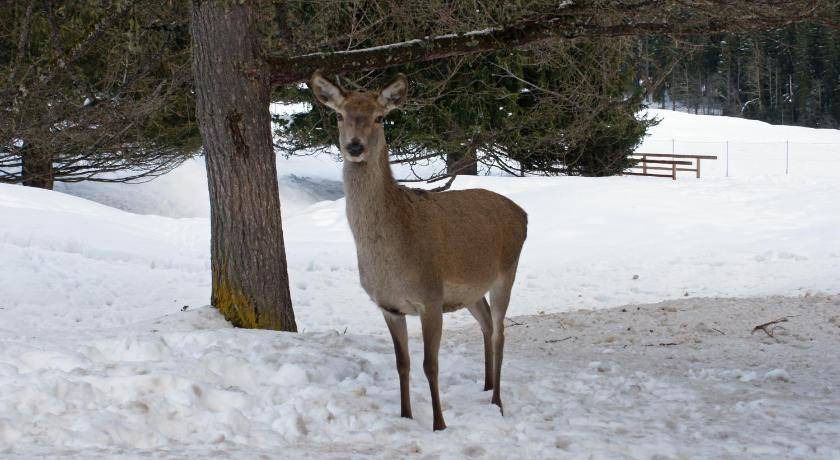 Photo of Others in San Martino di Castrozza