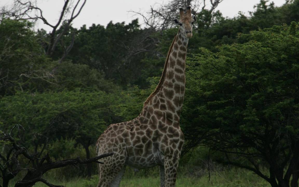 Photo of Others in Hluhluwe
