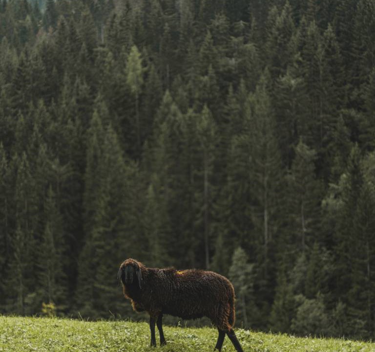 Photo of Others in Racines