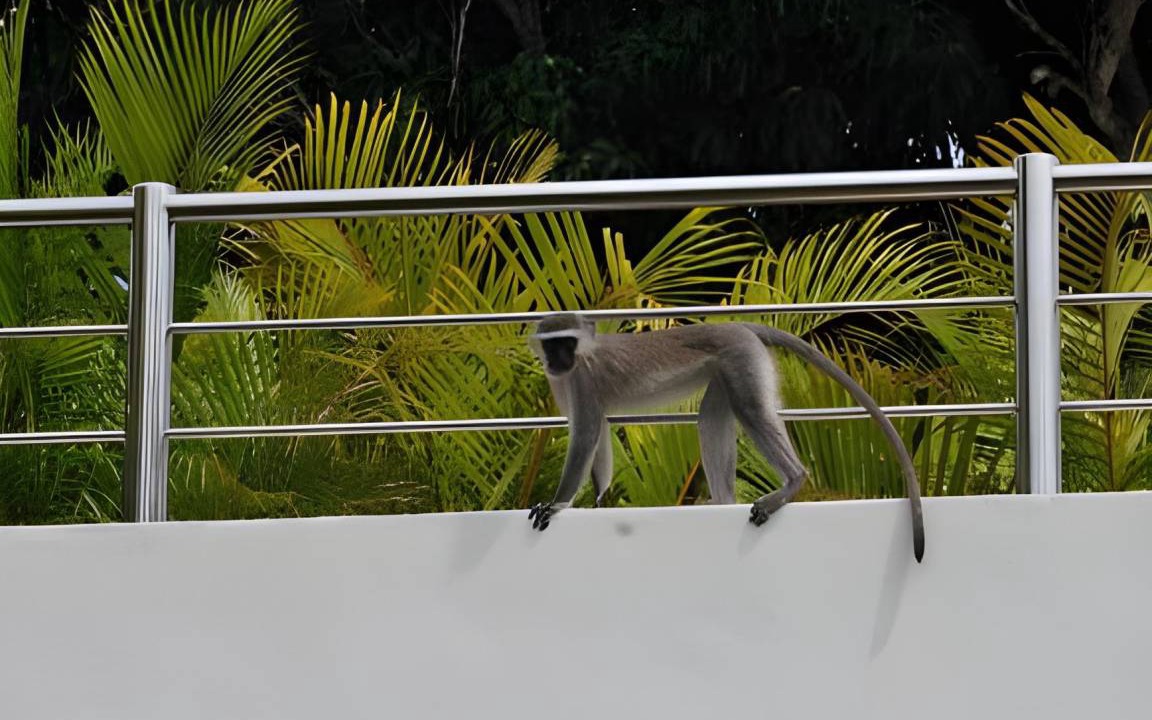 Photo of Others in St. Lucia