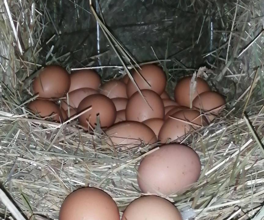 Photo of Others in Kurtatsch an der Weinstraße