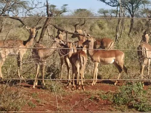 Photo of Others in Mkuze
