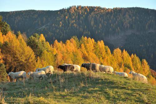 Photo of Others in Montagna