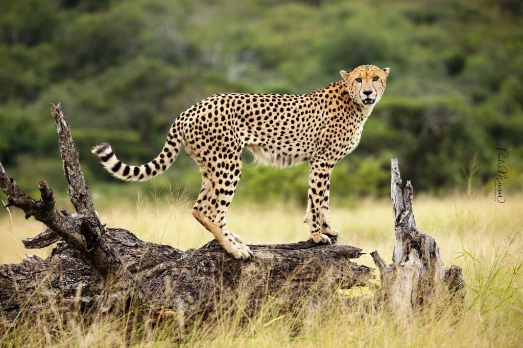 Photo of Others in Hluhluwe