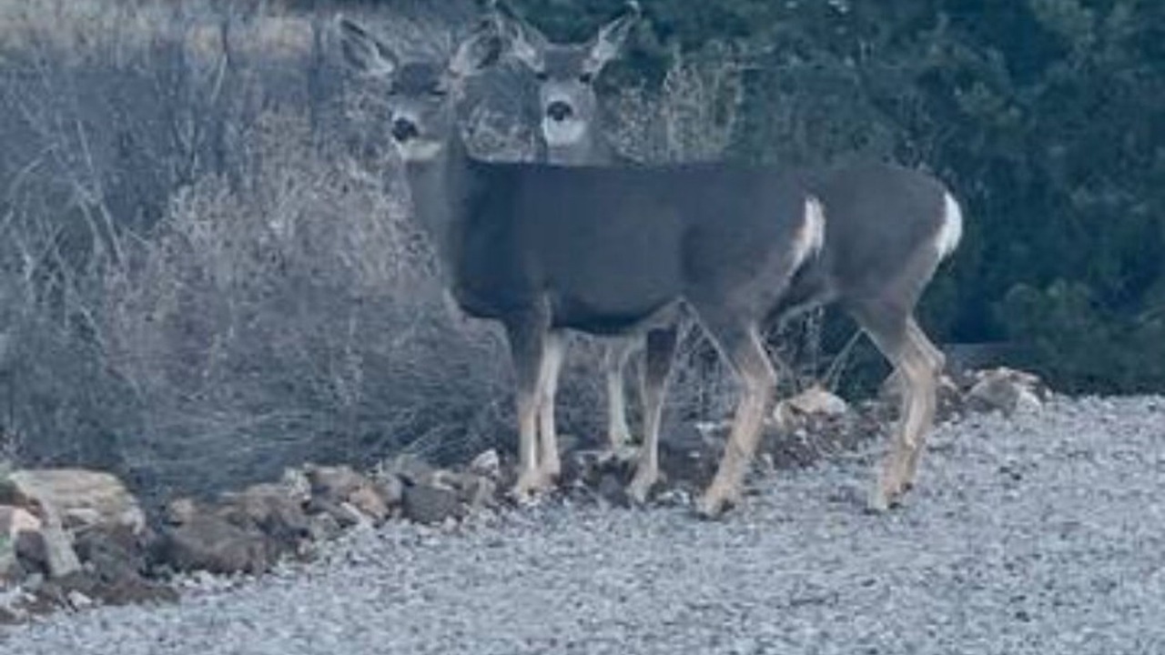 Photo of Others in Lynx Mountain View Estates