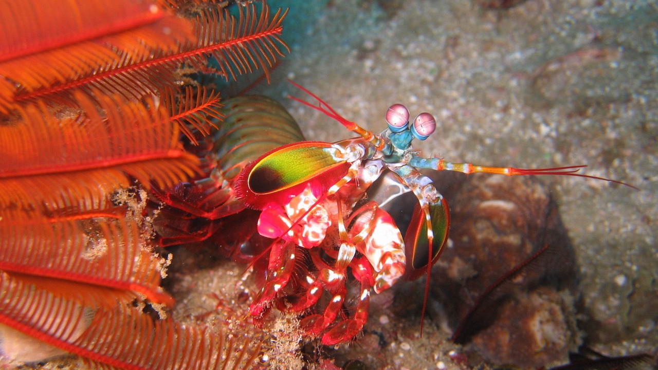 Photo of Others in Sodwana Bay National Park