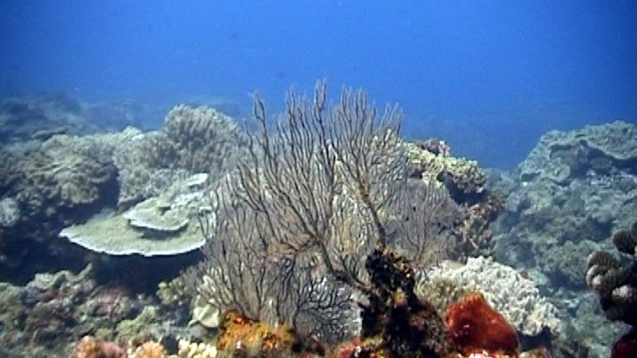 Photo of Others in Sodwana Bay National Park