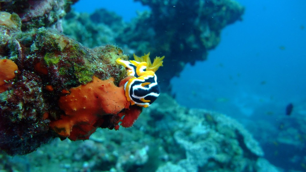 Photo of Others in Sodwana Bay National Park