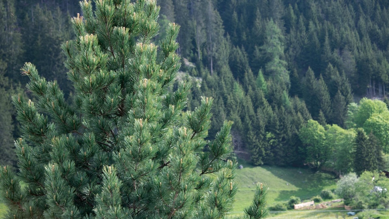 Photo of Outdoor in Racines
