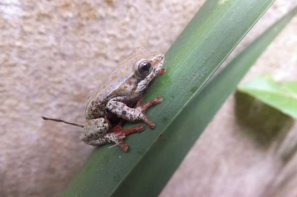 Photo of Outdoor in St. Lucia